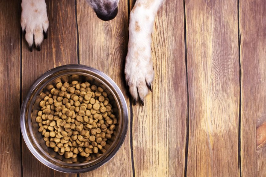 Complete Guide For The Best Dry Dog Food For Your Furry Friend