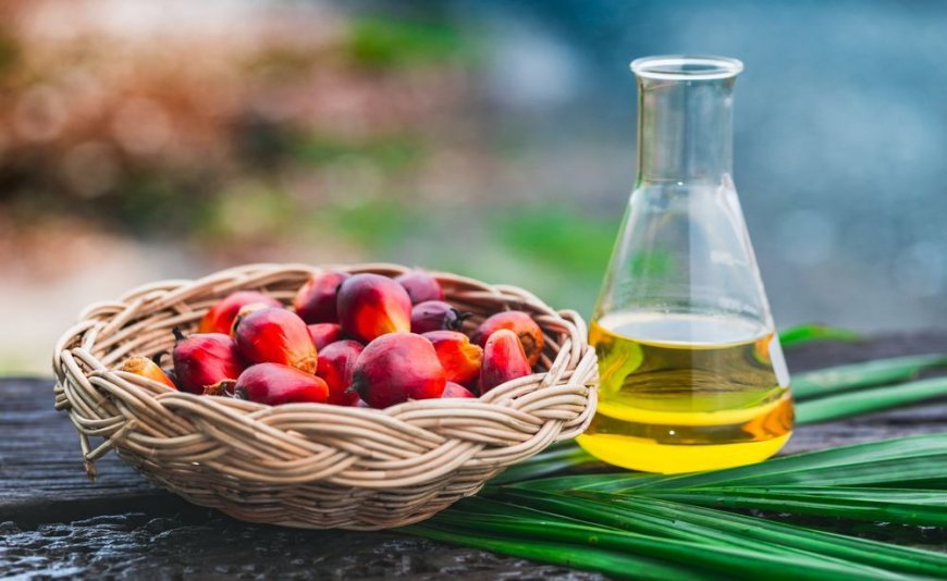 Indonesia Palm Oil Market Trends. Price Analysis, Industry Size, & Report 2024-2032