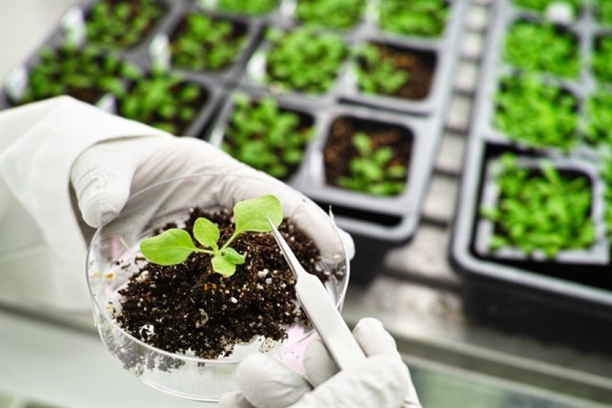 Meticulous Research® Reports: Plant Breeding Market Projected to Reach $33.79 Billion by 2029