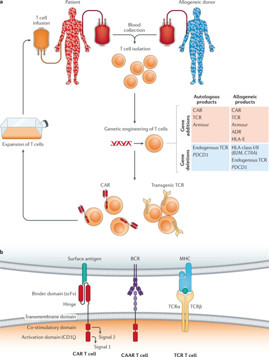 Research on Genetically Engineered Drug Host Cell Proteins