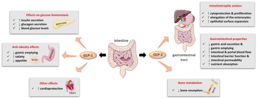 Research on the Biological Effects of GLP-2