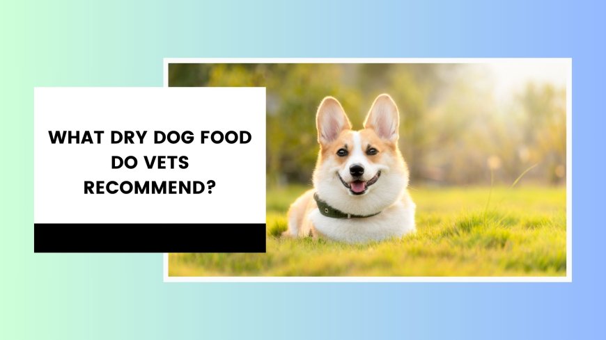 what dry dog food do vets recommend?