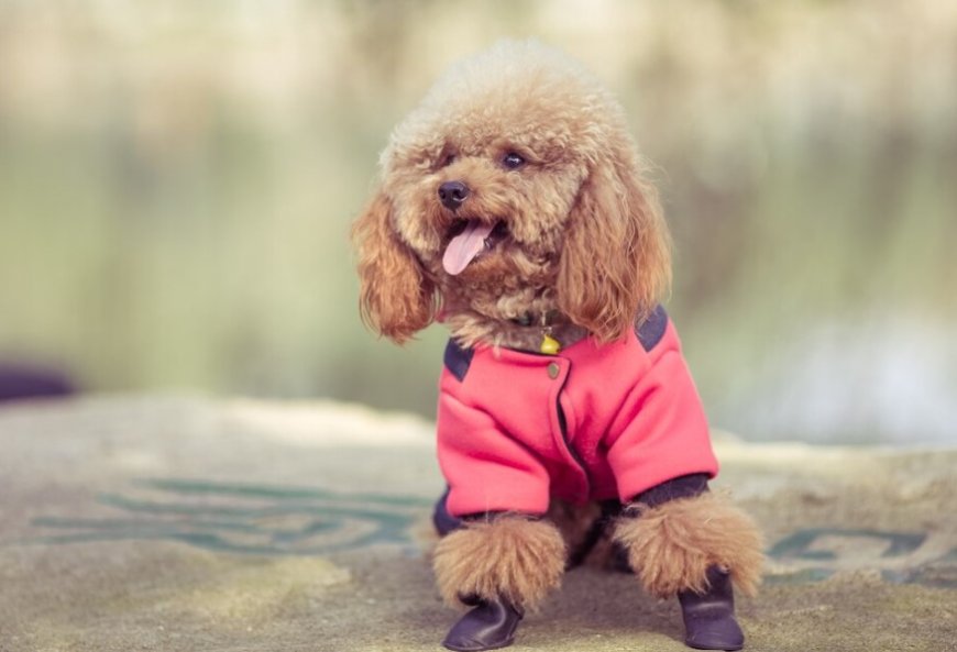 Grooming Essentials: Must-Have Products Every Dog Shop Should Stock