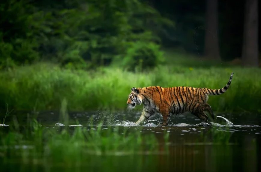 Sundarban Trip: Story of the Land Beyond the Bengal Tigers