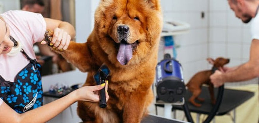 Expert Tips for Pet Grooming: Keeping Your Furry Friends Happy and Healthy