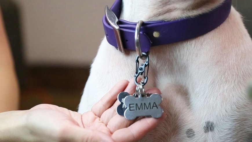 A Sign of Love: Creating Meaningful Custom Dog Name Signs