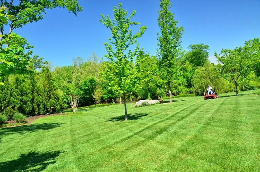 What is the Importance of Lawn Care?