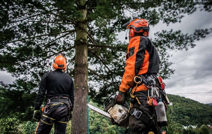 Want A Tree Removal Service In North Carolina? Here Is The Solution