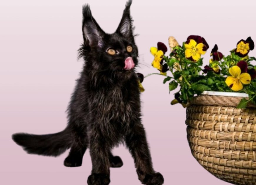 Maine Coon Kittens Michigan: Get A Cuddly Kitten In Michigan