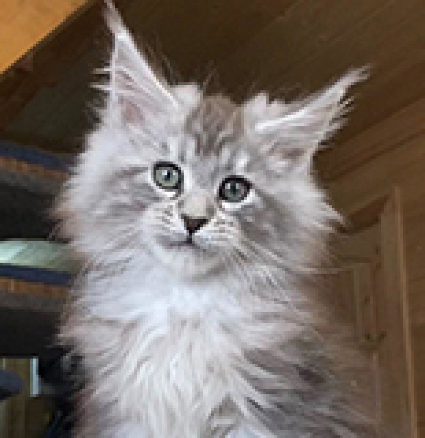 Maine Coon Breeders Minnesota:  Discover Your Furry Companion