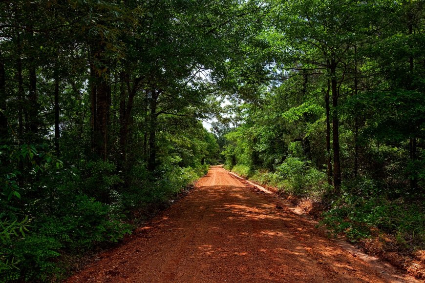 Exploring the Enchanted Forest of Kakamega: Kenya's Last Tropical Rainforest