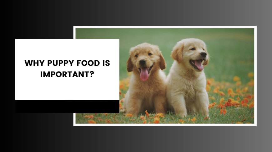 Why Puppy Food Is Important?