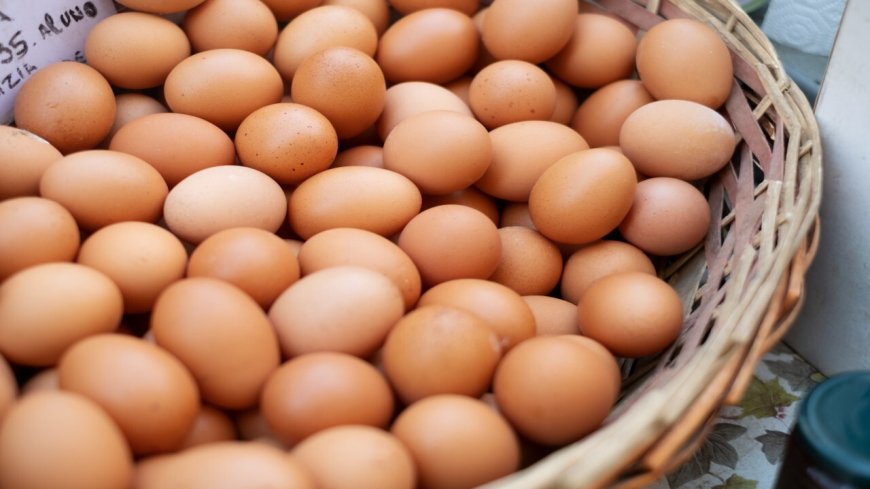 How can I find a reliable egg distributor in Singapore?