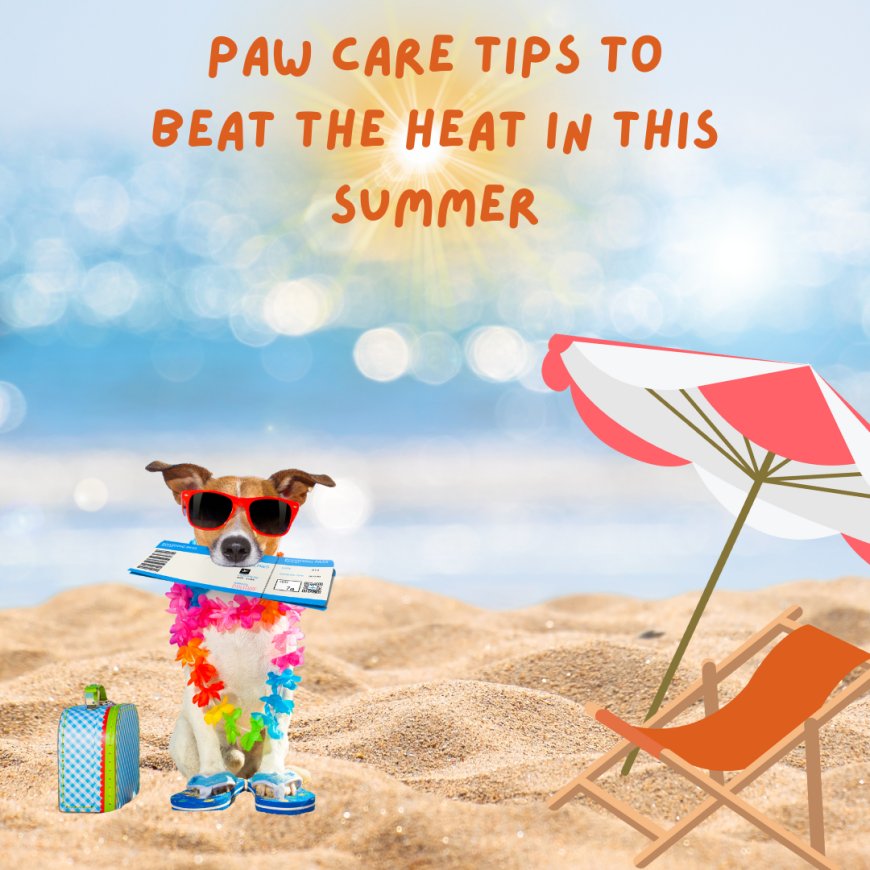 Paw Care Tips To Beat The Heat In This Summer