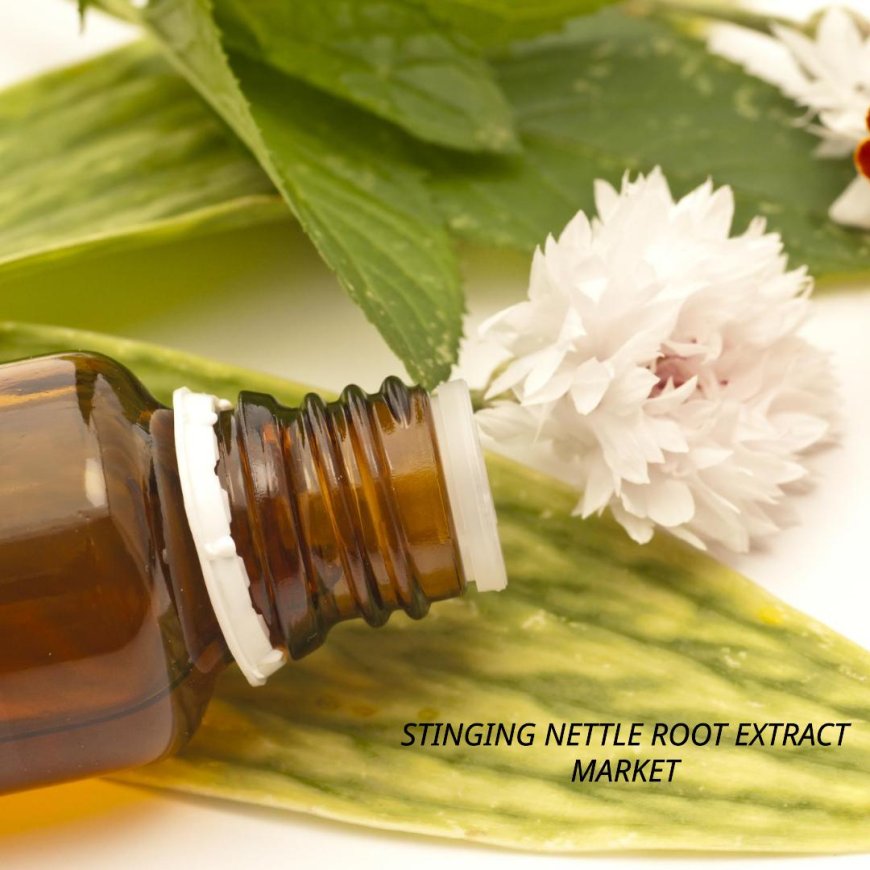 Stinging Nettle Root Extract Market is Forecasted to Advance at a CAGR of 8.8% from 2024 to 2034