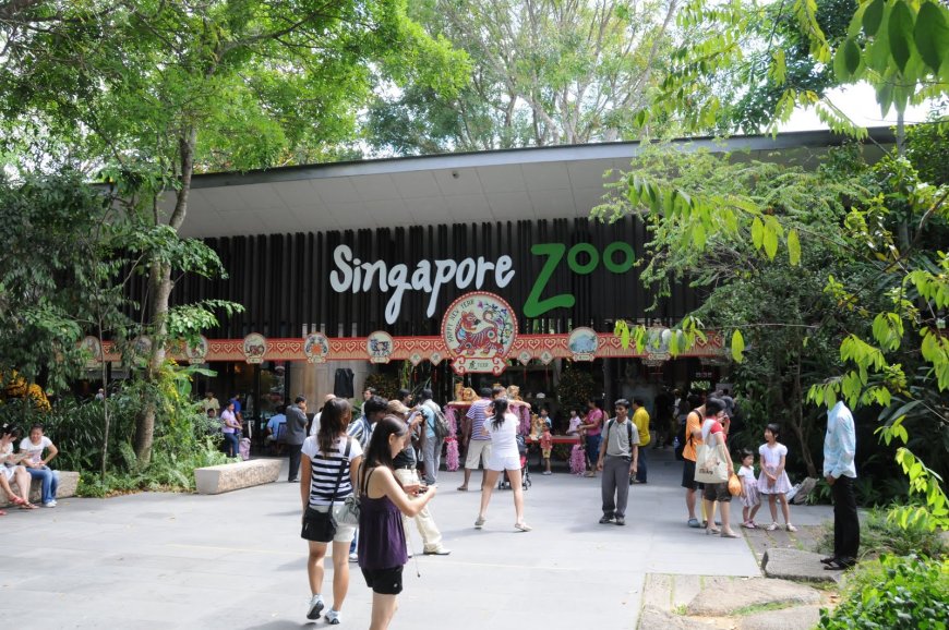 Wild Encounters: Exploring the Singapore Zoo's Top Attractions and Conservation Efforts