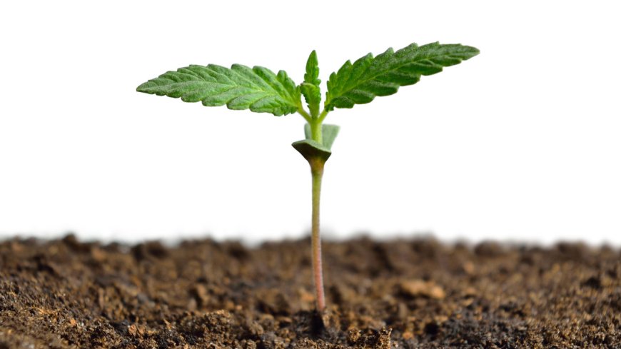 What Are the Common Mistakes When Growing Marijuana from Seeds?