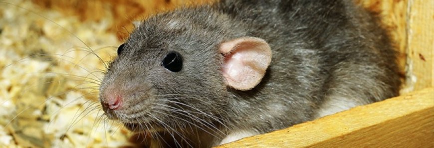 From Tiny Trespassers to Big Problems: The Dangers of Rats in Houston Homes