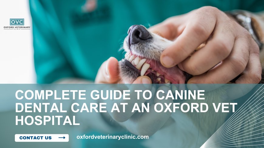 Complete Guide to Canine Dental Care at an Oxford Vet Hospital