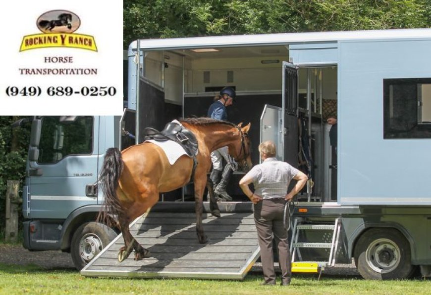 Rocking Y Ranch: Your Trusted Partner in Horse Transportation