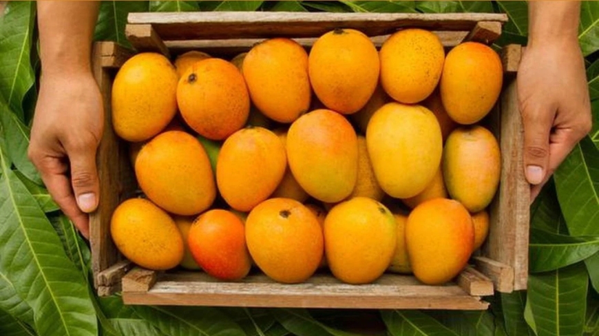 Sending Mangoes Online Across Pakistan with Giftwifts and Leopards Courier Service