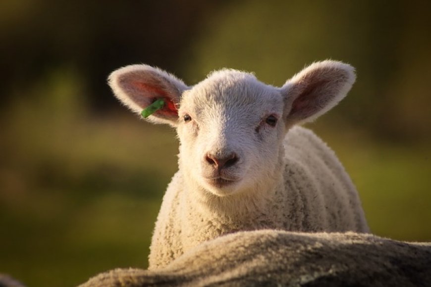 The Rising Popularity of Organic Lamb Market