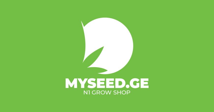 Can I buy Cannabis seeds in Tbilisi, Georgia?