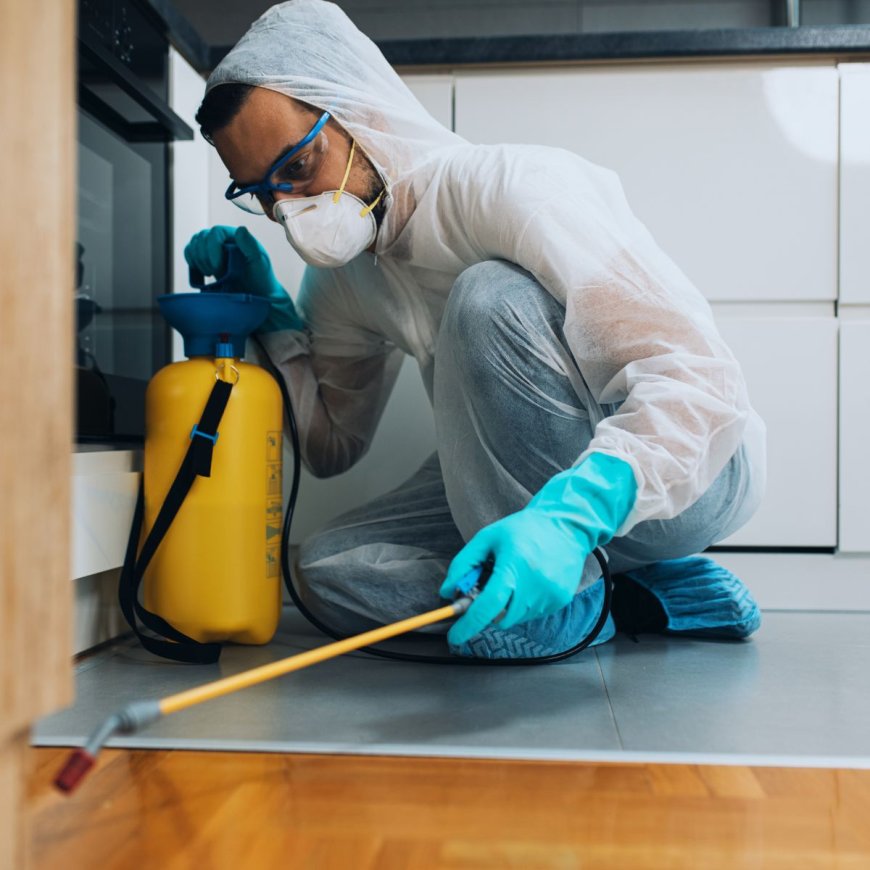 The DIY Dilemma: Why Pest Control in Melbourne Requires Professional Expertise