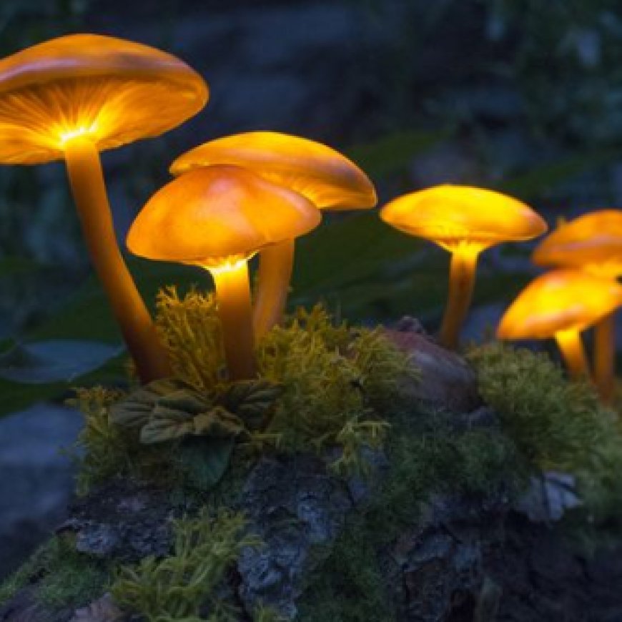 The Ultimate Mushroom Spores Buying Guide: Everything You Need to Know