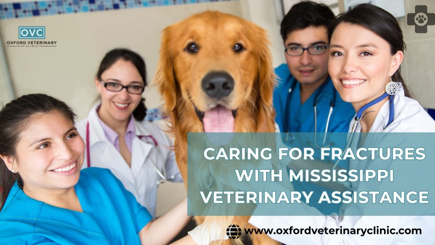 Caring for Fractures with Mississippi Veterinary Assistance