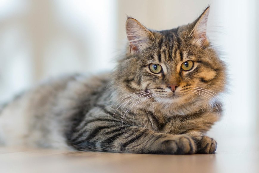 5 Considerations to Make Before Getting a Second Cat