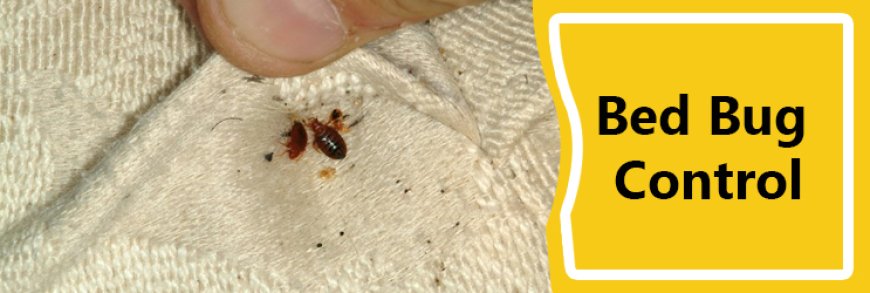 How Experts Can Help You Remove Bed Bugs From Your Business Property