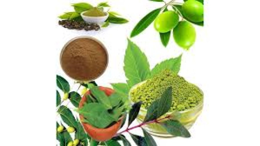 Top Herbal Extracts in Demand for A Supplier Guide By Vaibhav Traders