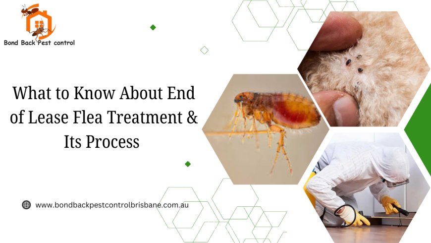 What to Know About End of Lease Flea Treatment & Its Process
