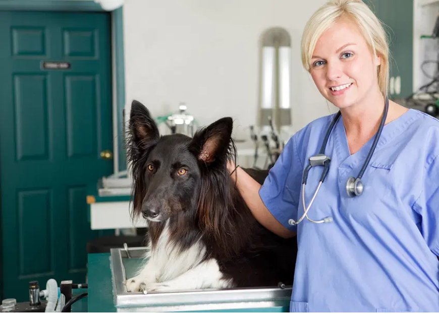 How Can Animal Care Courses Online Benefit You?