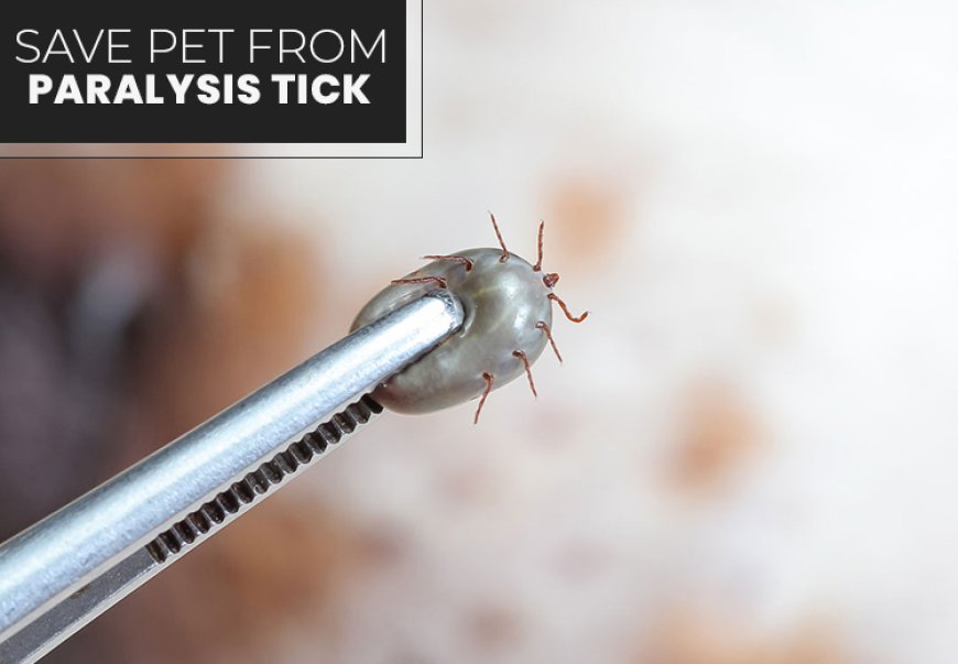 Save Pet From Paralysis Tick