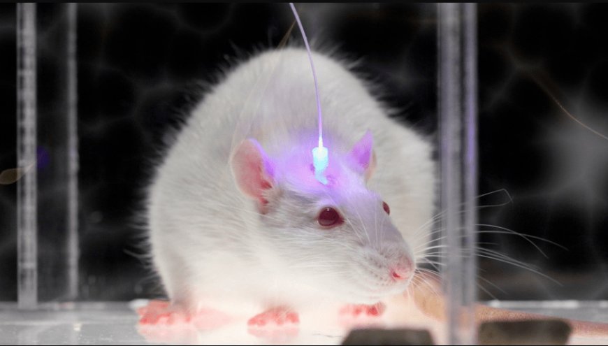 Optogenetic Market Size, Share & Trends Analysis Report, 2030