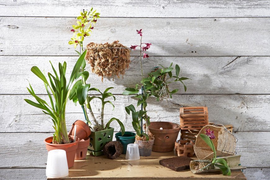 A Guide to Selecting the Ideal Orchid Pot