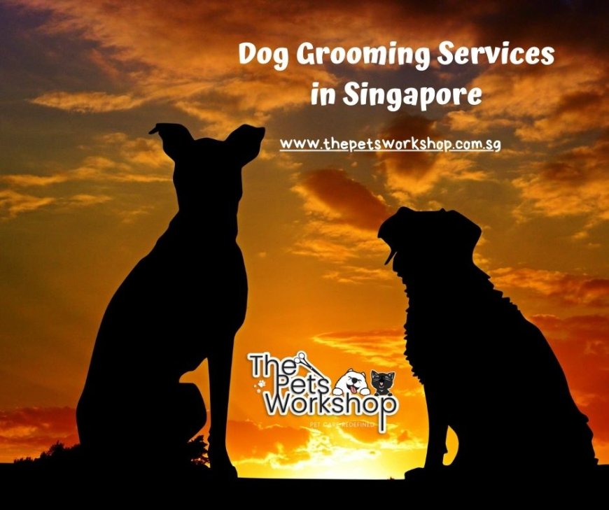 Pamper and Rejuvenate dogs: Pleasant Experience — The Pets Workshop