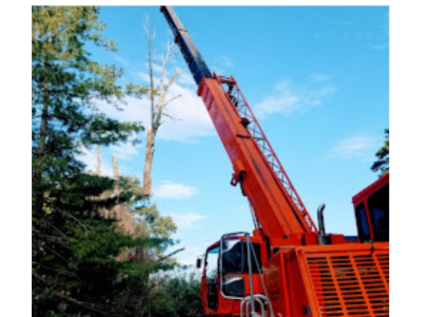 Why Tree Removal is Essential in Unionville