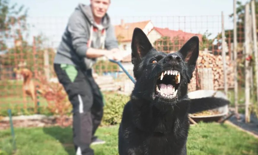 Dog Bite Defender: Essential Tips for Post-Attack Safety