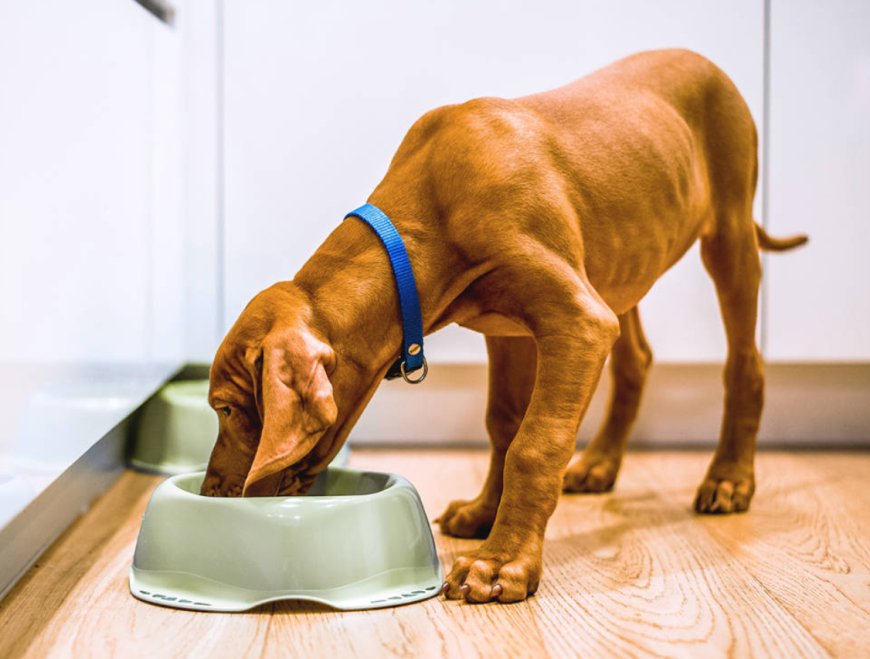 Revolutionizing Pet Care: The Ultimate Guide to Dog Food Online Delivery Services and Why The Pet Pantry is Your Best Choice