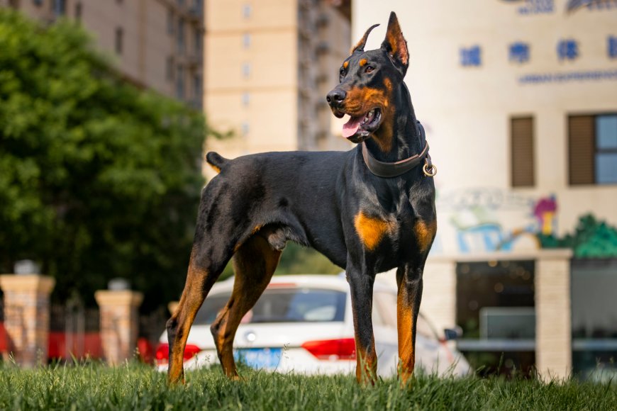 Training Tips for Your European Doberman Puppy