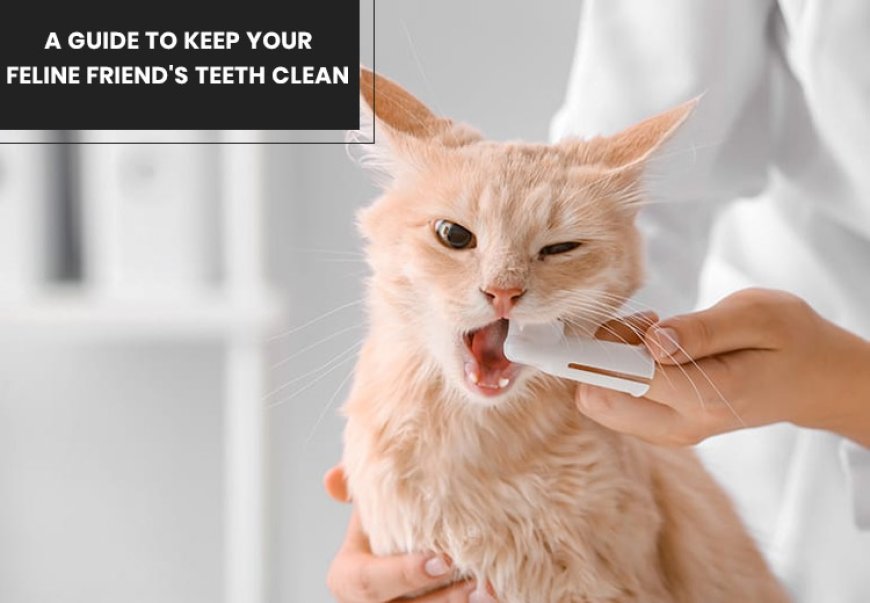 Here's a guide to help you keep your cat's teeth clean