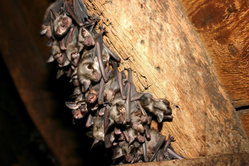 Understanding Bat Behavior for Better Removal in Houston