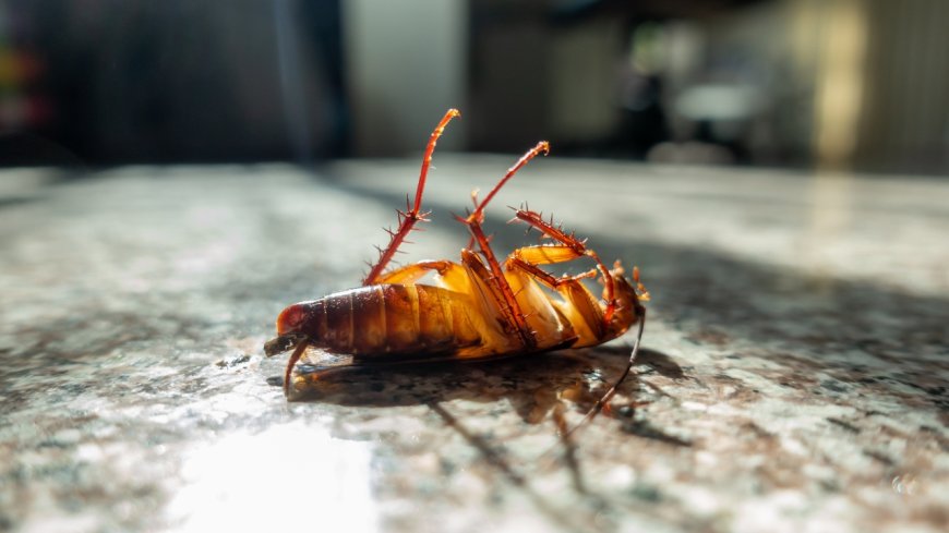 Which Products Are Recommended for Cockroach Control in Perth?