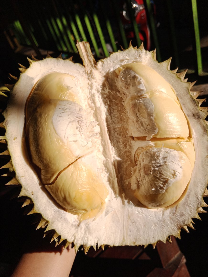 Tips Memilih Durian Agar Tidak Zonk