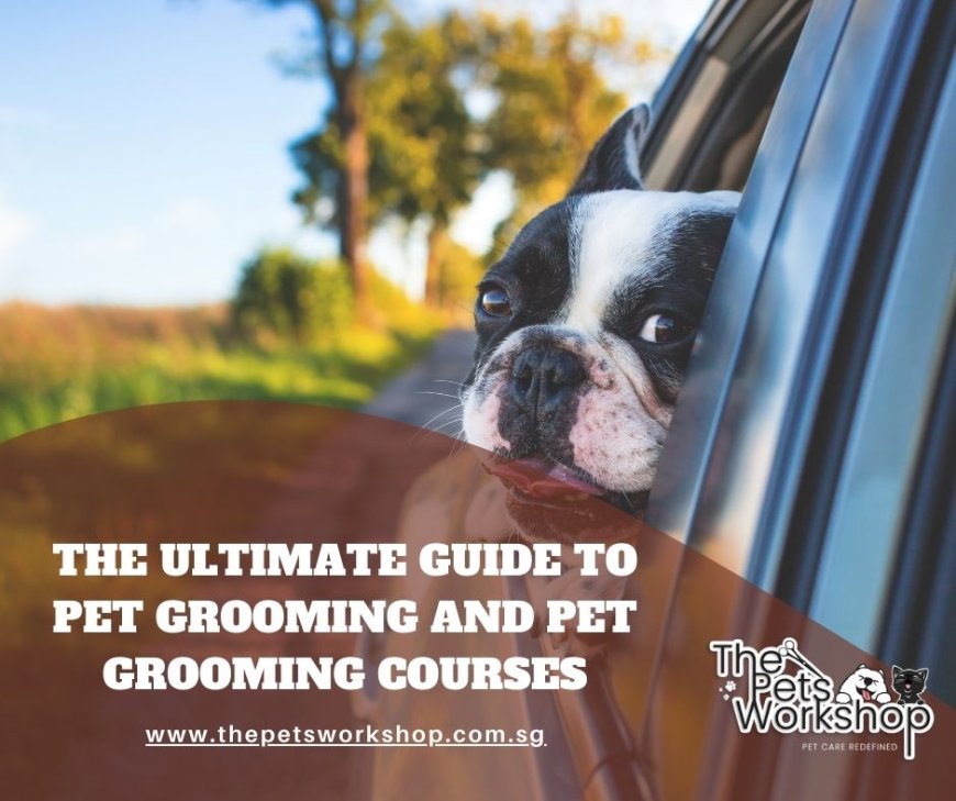 The Essential for Professional Pet Grooming Course — The Pets Workshop