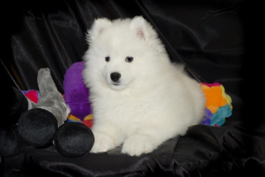 Discovering the Attraction of a Samoyed Puppy