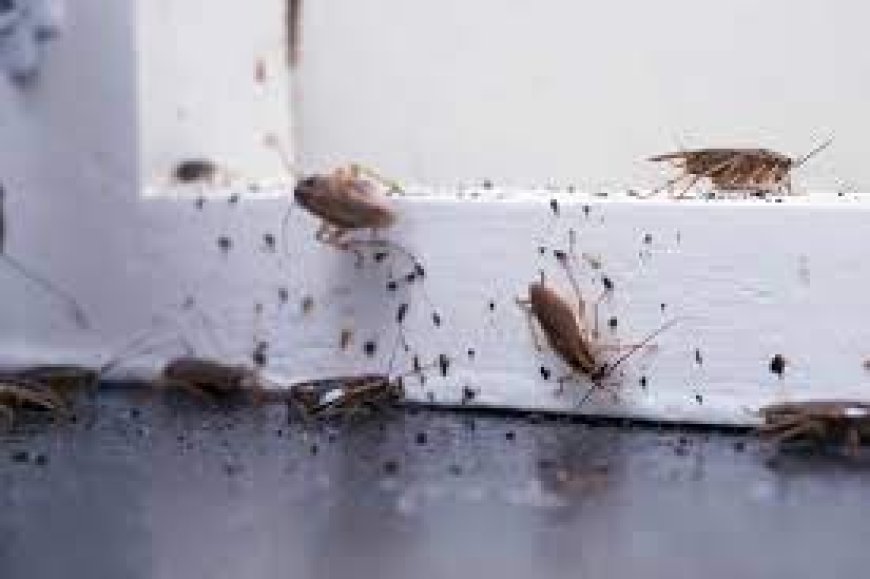 Moth Control Services Wetherby: Protect Your Home